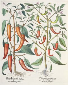 Paprikat: 1. Piper Indicum longum; 2. Piper Indicum minus recurvis filiquis, Basil Beslerin (1561-1629) Hortus Eystettensisistä, pub. 1613 tekijältä German School