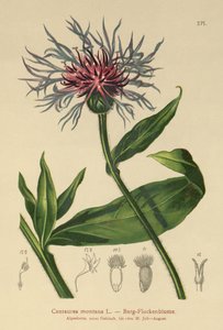 Monivuotinen ruiskaunokki (Centaurea montana) tekijältä German School