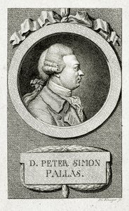 Peter Simon Pallas. (1741 – 1811) (Viivakaiverrus) tekijältä German School