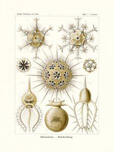 Phaeodaria, 1899-1904 tekijältä German School