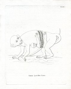 Filippiinien Tarsier (värillinen kaiverrus) tekijältä German School