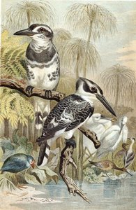 Pied Kingfisher, levy "Brehms Tierleben: Allgemeine Kunde des Tierreichs", vol.5, s.60, julkaisija Bibliographisches Institut tekijältä German School