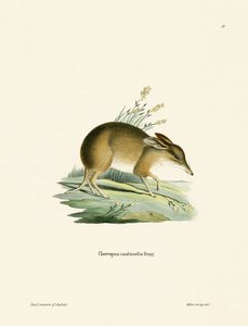 Possujalkainen Bandicoot (värillinen kaiverrus) tekijältä German School