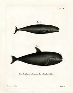 Pilot Whale (värillinen kaiverrus) tekijältä German School