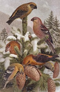Pine Grosbeak and Crossbill, levy Brehmin eläinelämästä: General Knowledge of the Animal Kingdom, osa 4, s. 314, julkaissut Bibliografinen instituutti, 1891 tekijältä German School