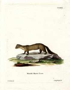 Pine Marten (värillinen kaiverrus) tekijältä German School