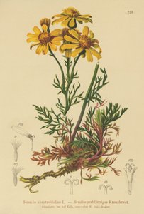 Pinnate-lehtinen ragwort (Senecio abrotanifolius, Jacobaea abrotanifolia) tekijältä German School