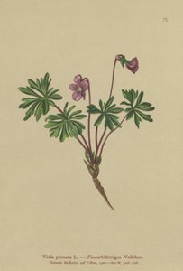 Pinnate Violet (Viola pinnata) tekijältä German School