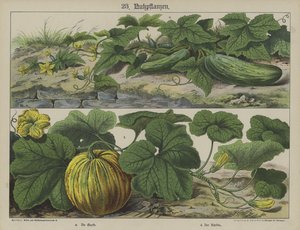Kasvit (väri litho) tekijältä German School