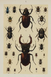 Lautas The Young Beetle-Collector