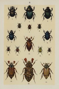 Lautas The Young Beetle-Collector
