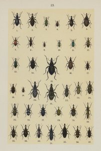 Lautas The Young Beetle-Collector