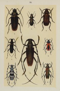 Lautas The Young Beetle-Collector