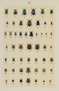 Lautas The Young Beetle-Collector