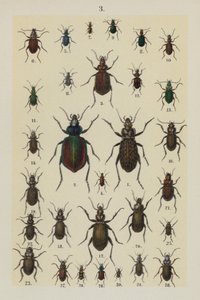 Lautas The Young Beetle-Collector