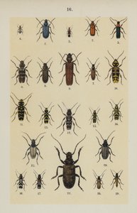 Lautas The Young Beetle-Collector