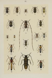 Lautas The Young Beetle-Collector
