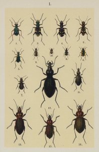 Lautas The Young Beetle-Collector
