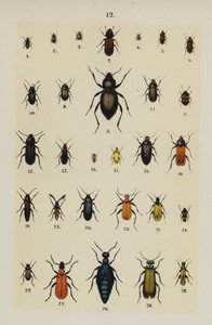 Lautas The Young Beetle-Collector
