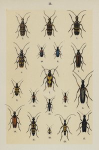 Lautas The Young Beetle-Collector