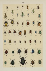 Lautas The Young Beetle-Collector