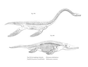 Plesiosaur (väri litho) tekijältä German School