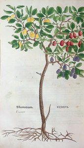 Luumupuu, Leonhart Fuchsin (1501-66) kasvitieteellinen levy Herbariumista, julkaistu Baselissa, 1543 tekijältä German School