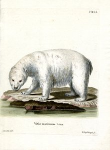 Jääkarhu (värillinen kaiverrus) tekijältä German School
