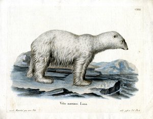 Jääkarhu (värillinen kaiverrus) tekijältä German School