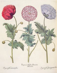 Unikot: 1. Unikko on punakuorittujen unikon kompleksi; 2. Unikko, täynnä miniaton kukkaa; 3. Papaver-kukka täynnä väriä, Basil Beslerin (1561-1629) Hortus Eystettensisistä, pub. 1613
