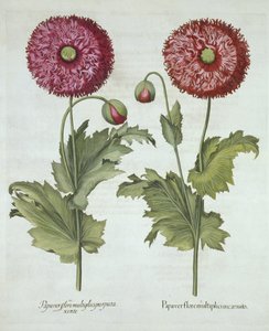 Unikot, Hortus Eystettensis, Basil Besler (1561-1629) pub. 1613 tekijältä German School