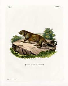 Porcupine (värillinen kaiverrus) tekijältä German School
