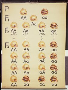 Cepea Snails -juliste tekijältä German School