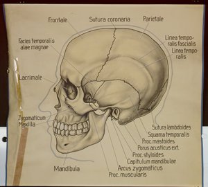 Juliste ihmisen kallon sivukuvasta