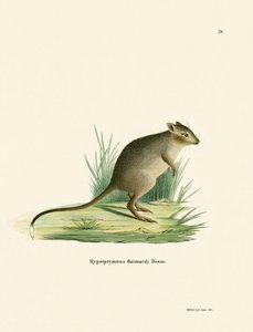 Potoroo (värillinen kaiverrus) tekijältä German School