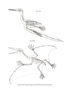 Pterodaktyyli (väri lito) tekijältä German School