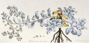Pulmonaria Maritima, 1785-1788 tekijältä German School