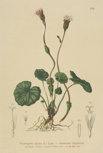 Violetti varsajalka (Homogyne alpina) tekijältä German School