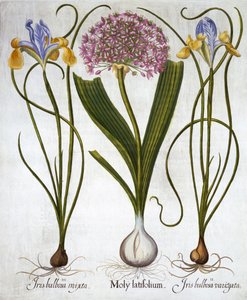 Purple Sensation ja Spanish Irises, Hortus Eystettensis, kirjoittanut Basil Besler (1561-1629), pub. 1613 (käsinvärinen kaiverrus) tekijältä German School