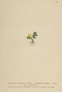 Pygmy Buttercup (Ranunculus pygmaeus, Ranunculus tappeineri, Ranunculus baerianus, Ranunculus pygmaeus var. Langeanu) tekijältä German School