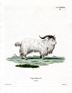 Pygmy Goat (värillinen kaiverrus) tekijältä German School