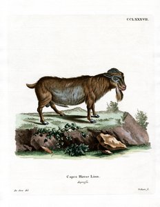Pygmy Goat (värillinen kaiverrus) tekijältä German School