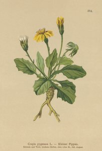 Kääpiöhaukkaparta (Crepis pygmaea, Hieracium pumilum) tekijältä German School