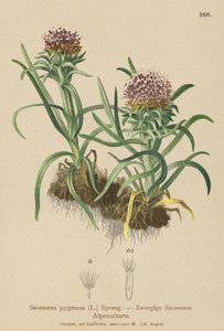 Pygmy Saussurea (Saussurea pygmaea) tekijältä German School