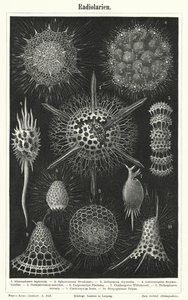 Radiolaria (kaiverrus) tekijältä German School