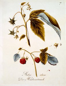 Vadelma, kuvitus Johann Daniel von Reitterin saksalaisten luonnonkukkien kirjasta, julkaistu n. 1803-5