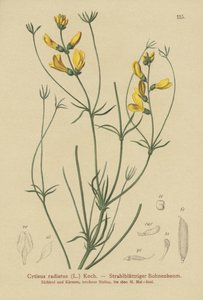 Sädeluuta (Cytisus radiatus, Cytisanthus radiatus, Genista radiata) tekijältä German School