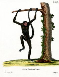 Punanaamainen Spider Monkey (värillinen kaiverrus) tekijältä German School