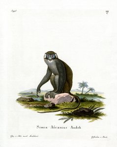 Red-tailed Monkey (värillinen kaiverrus) tekijältä German School