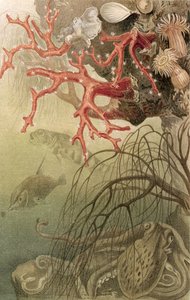 Punainen koralli, levy Brehms Tierlebenistä: Allgemeine Kunde des Tierreichs, vol. 10, s. 608, julkaisija Bibliographisches Institut, 1893 tekijältä German School